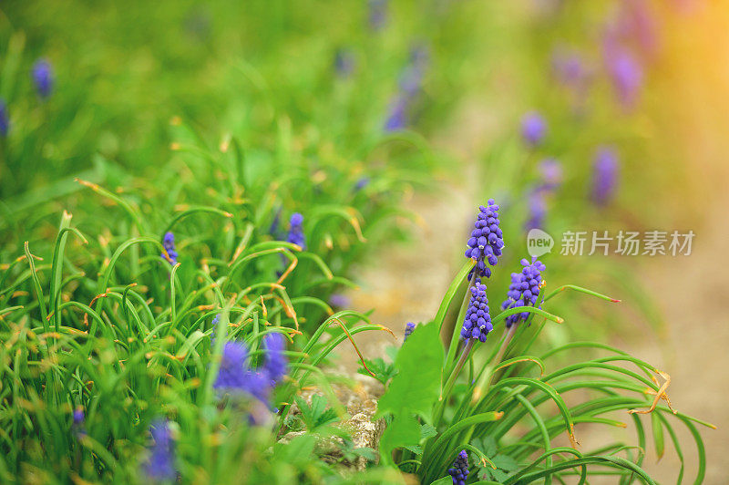 蓝葡萄风信子(Muscari armeniacum)在花园里盛开